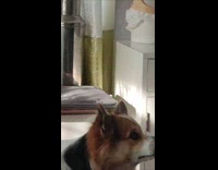 Dog stare at lizard crawl on ceiling