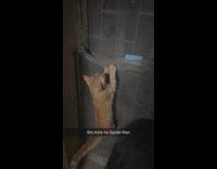 Orange cat hang on net screen