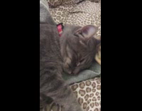 Cat pink collar sleeps leopard print blanket