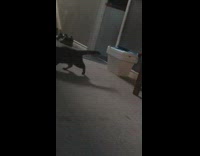 Pet cat carries toy and spins around repeatedly