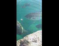 Big sea bass takes food from turtle 