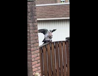 Two pigeons mate on patio wooden fence