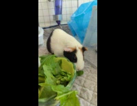 Two Guinea pigs eats leaf from the bowl in their cage