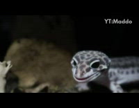 Gecko inside terrarium opens mouth and screams 