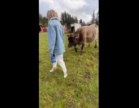 Jealous cow hits standing woman from behind