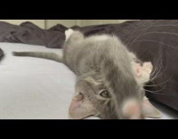 Grey kitten laying on bed rolls over