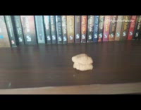 Guy finds brown wasp nursery in show