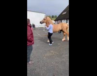 Horses Walk in Circles as People Hold their Leash