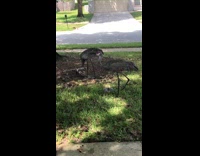 Sandhill Cranes Stopping By for a Rest