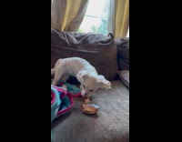 Dog caught eating food under the blanket