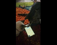 Filmer teach cat touch phone screen rat game