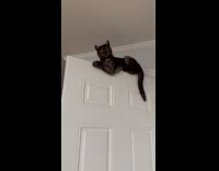 Grumpy cat lay on top of door