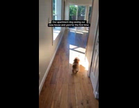 Dog first time to see new house