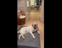 Dog loves being the center of attention