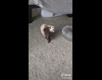 Guy makes tunnel for shaking pet ferret 