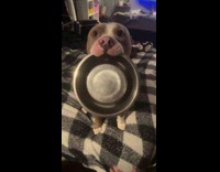 Hungry dog gives hooman its food bowl