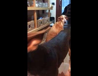 Brown dog sit look wait other dog