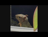 Squirrel invades business office building chased by workers