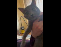 Cat eats yogurt with mess on face