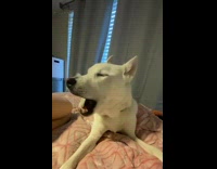 White husky dog grumbles and growls 