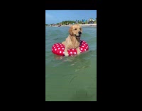 Golden retriever dog red polka dot float 