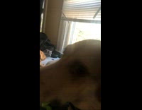 Collab BitchMP - Short spined dog looking out window