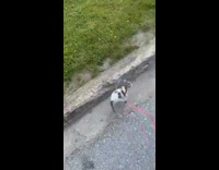 Small puppy runs 