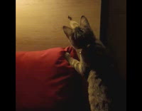 Cat fails to reach insect crawling on wall 