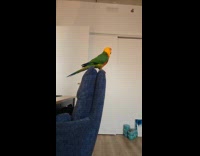 Conure bird on chair loves to dance
