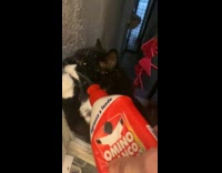 Cat attacks water sprinkled from the bottle