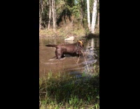 dog constantly dipping head on water 