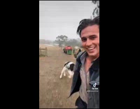 Man with cow runs away and it follows him 