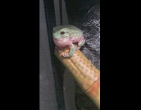 Green frog starts croaking when it hears croaks