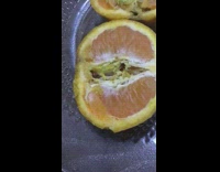 Orange cut in half with maggot inside