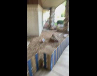 Door dasher sees pet tortoise