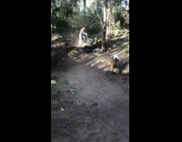Guy riding bicycle jumps over tree falls 