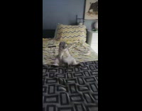 Cat sitting on bed wags tail between legs