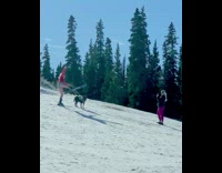 Woman in ski board and a dog as her reindeer