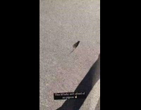 Collab WINY - Pigeons Flies Away as Mouse Approach Them