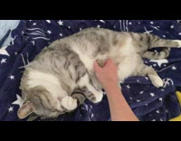 Pet cat gets belly rubs while it licks its paws