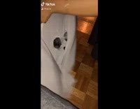 Small grey dog ghost costume trend fail 