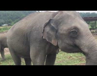 Three elephants eat leaves with tourist farm park