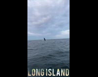 Collab winy - Humpback whale jumps out of the water 