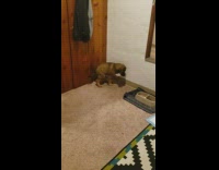 Girl scolds brown puppy dog carpet corner 