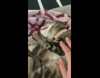 Girl wakes sleeping cat pink collar bed