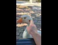 Person give goose some head scratches