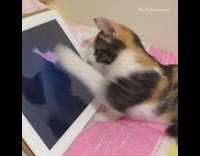 Kitten virtual fish white tablet pink blanket 