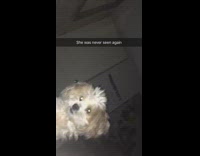 Girl calls dog cute gets attacked 