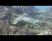 Turtle attacks other turtle caught on video.