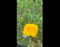Woman films deformed dandelion found on grass